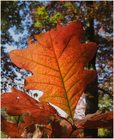 Oak leaf.