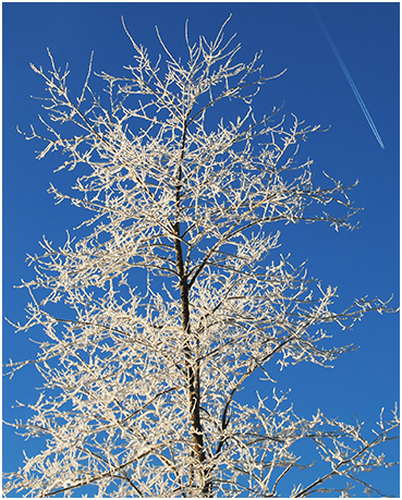 Frosty tree.