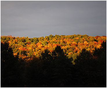 Foliage.