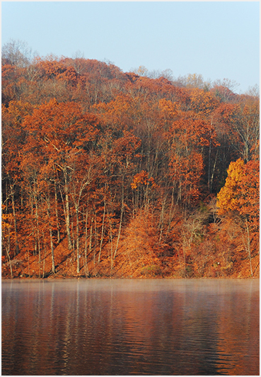 Late foliage at sunrise.