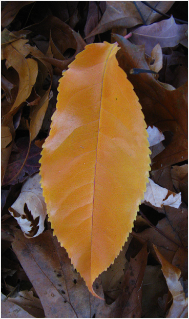 Leaf.