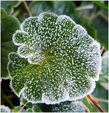Frost.