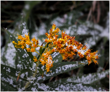 Foliage.