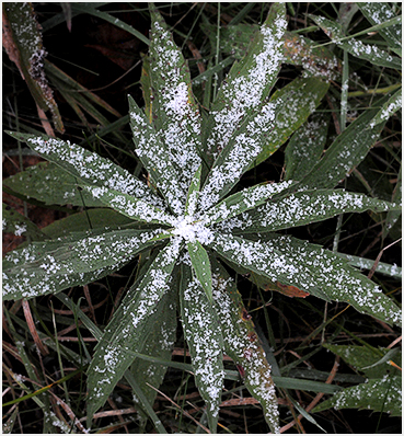 First snow.