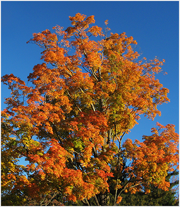 Foliage.