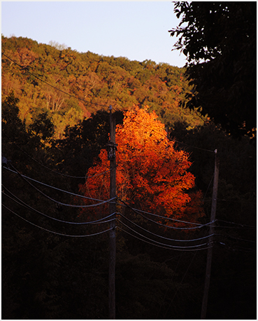 Foliage.