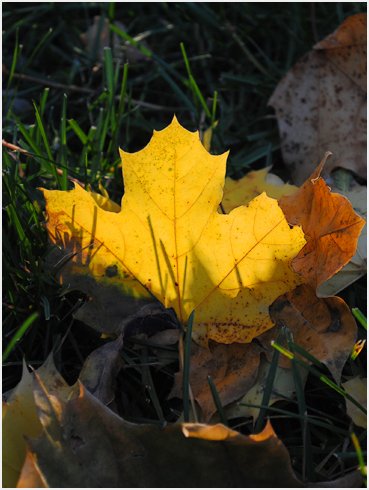 Yellow maple leaf.