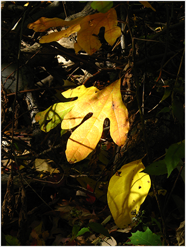 Foliage.