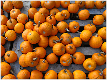 Pumpkins.