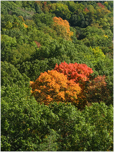 Foliage.