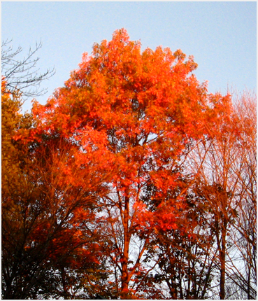 Foliage.