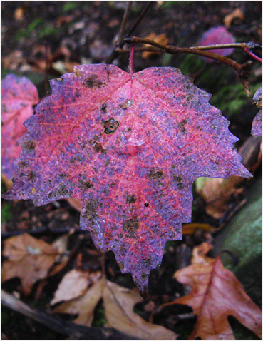 Maple leaf viburnum.