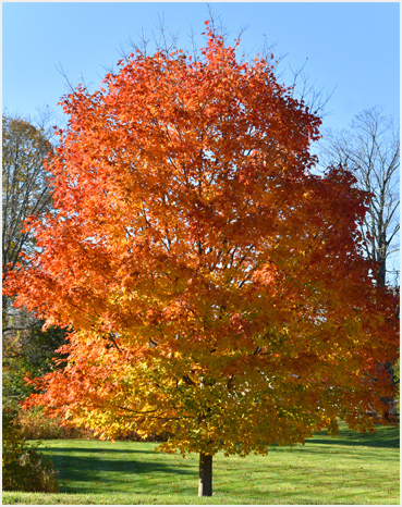 Foliage.