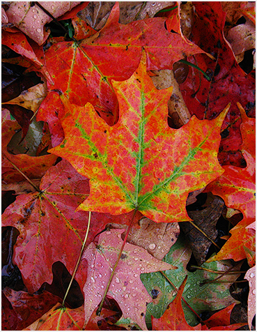 foliage