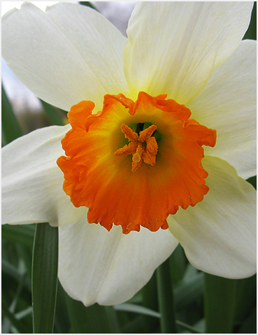 Narcissus.