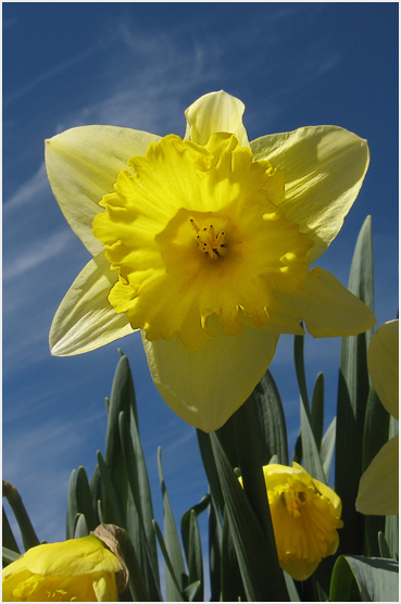 Daffodil.