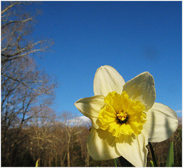 Daffodil.