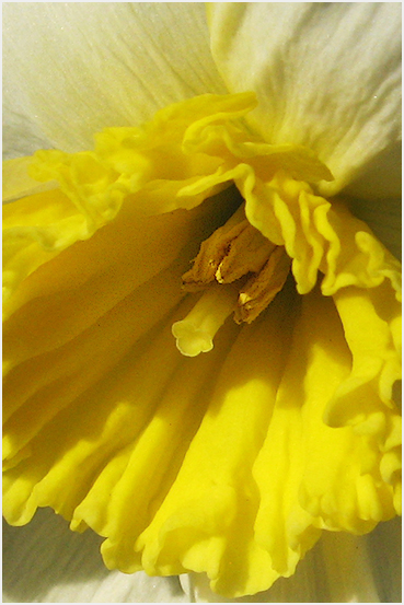 Daffodil.