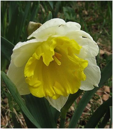 Daffodil.