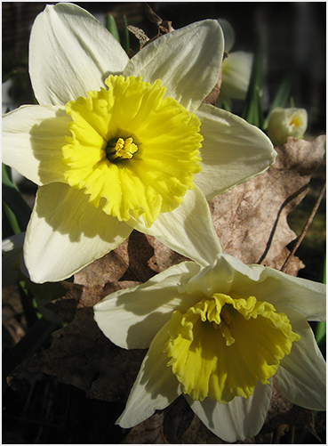 Daffodil.