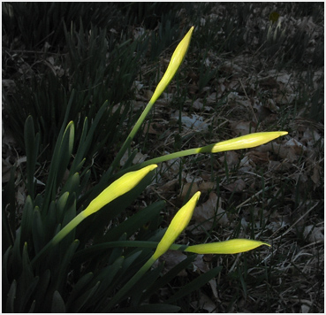 Narcissus buds in the sun.