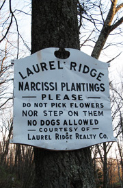 The Laurel Ridge Foundation Narcissi Plantings