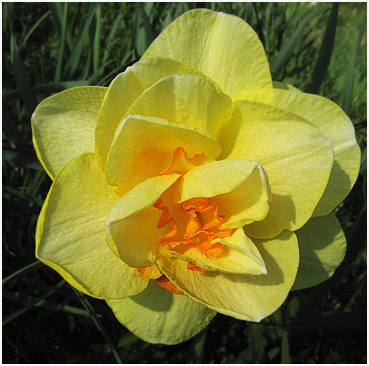 Daffodil in bloom.