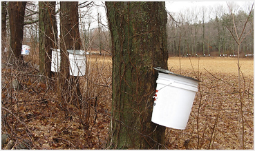 Pails collect sap.