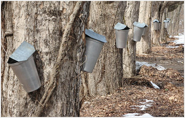 Maple trees in Litchfield, CT