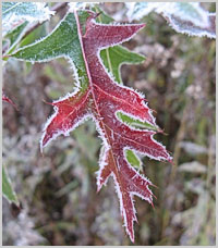 colorful oak leaf with frost