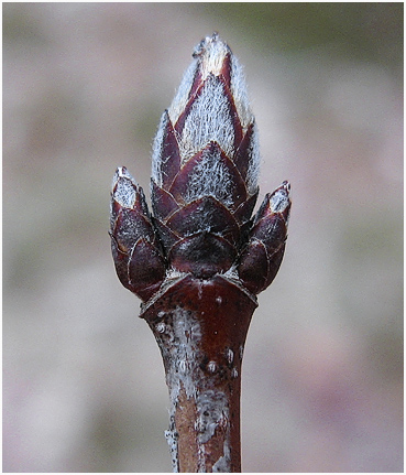 Maple bud.