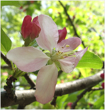 Apple blossom in Litchfield.