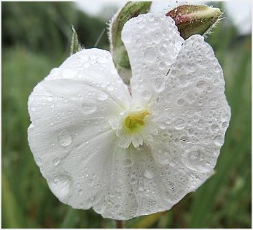 Wet wildflower in Litchfield Borough.