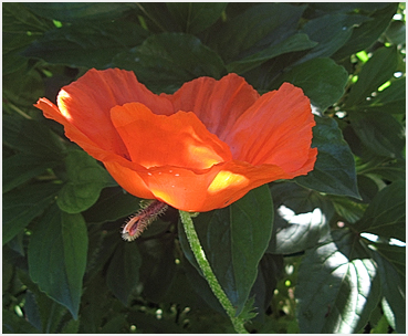 Poppy in bloom.