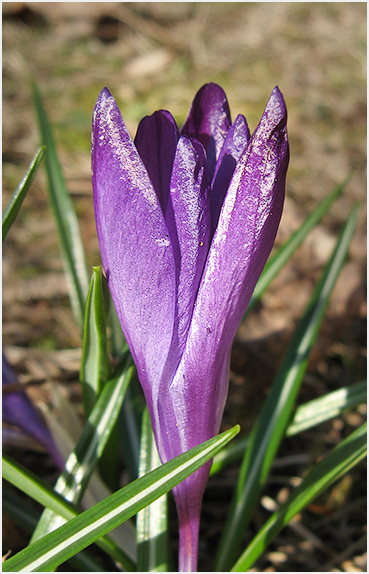 Purple Crocus.