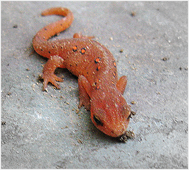 red newt