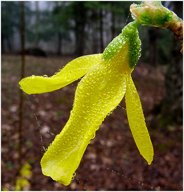 Forsythia .