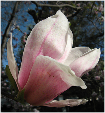 tree bloom