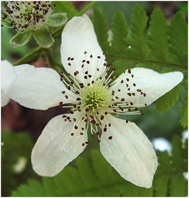 white bloom