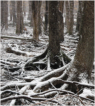 Early Spring snow.