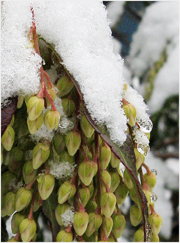 Early Spring snow.