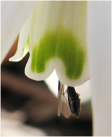 Snowdrop.