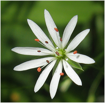 Lesser Stitchwort flower.