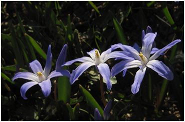 Flowers.