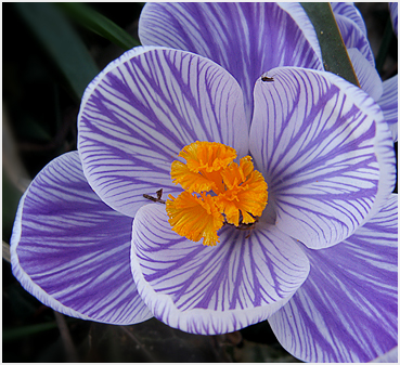 Crocuses.