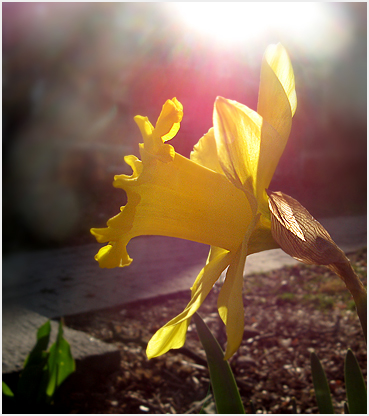 Daffodil.