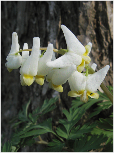 Dutchman's Breeches.