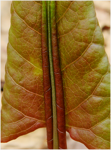 Young leaf.