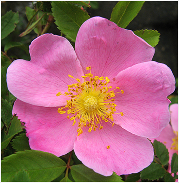 Wild rose.