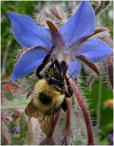 Bee and flower.